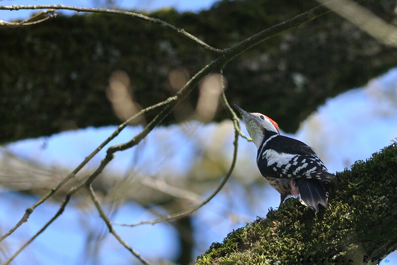 Middle Spotted Woodpecker