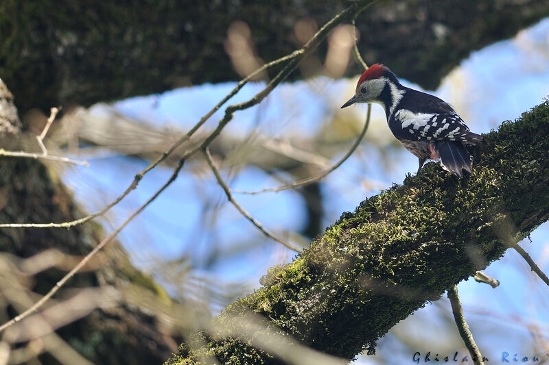 Middle Spotted Woodpecker