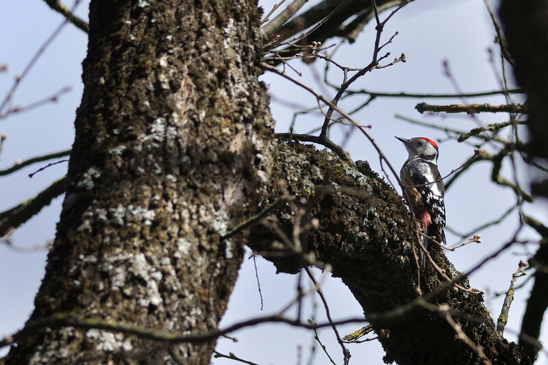 Middle Spotted Woodpecker