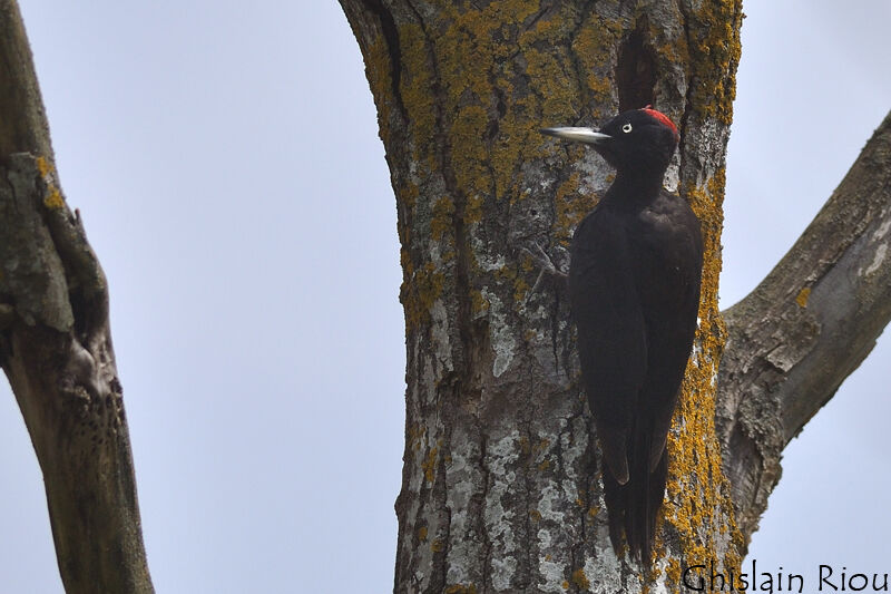 Black Woodpecker