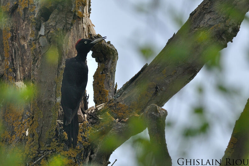 Black Woodpecker