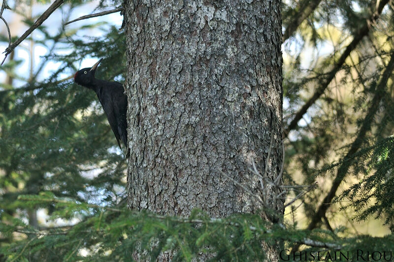 Black Woodpecker