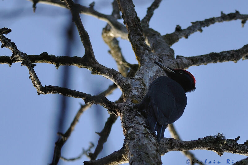 Black Woodpecker