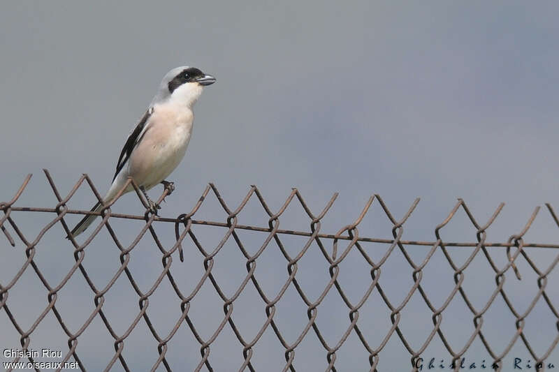 Lesser Grey Shrike male adult breeding, pigmentation