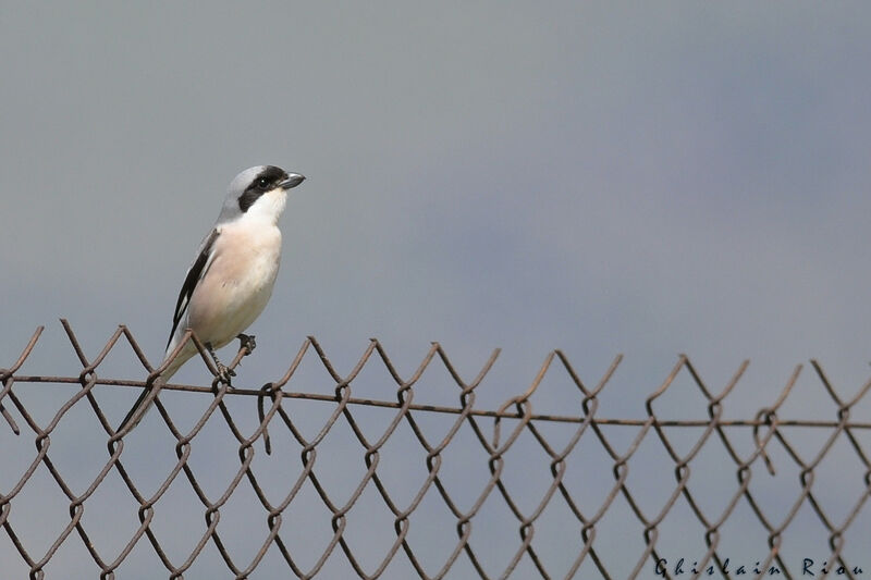 Lesser Grey Shrike male adult breeding