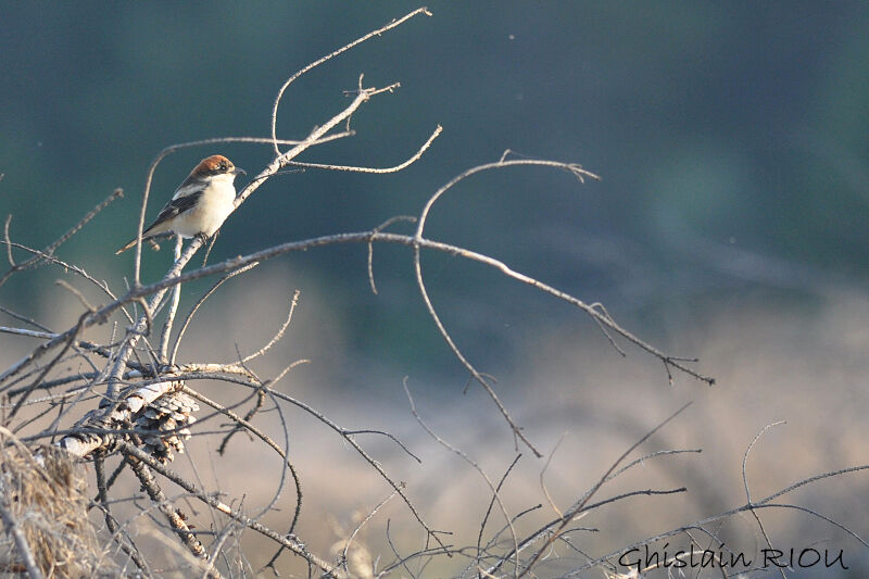 Woodchat Shrike