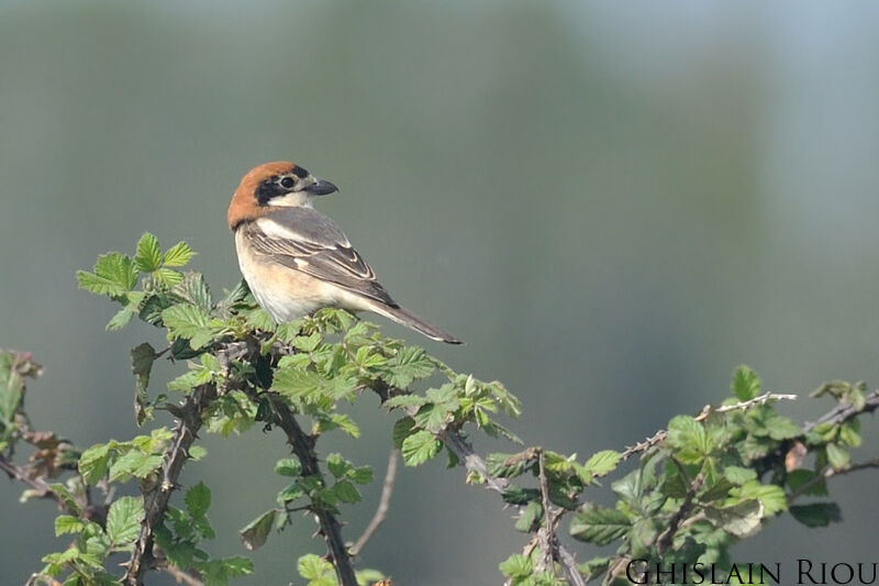 Pie-grièche à tête rousse