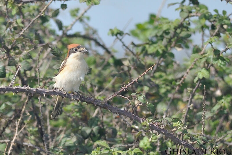 Pie-grièche à tête rousse