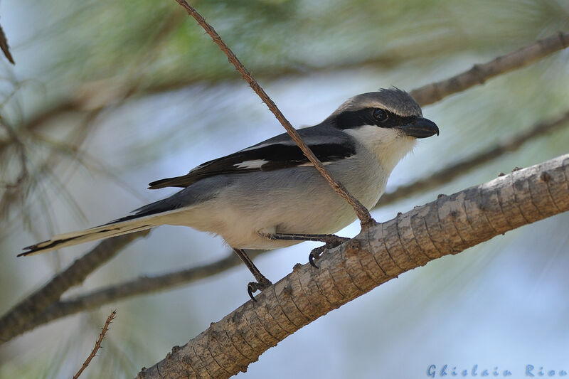 Great Grey Shrike