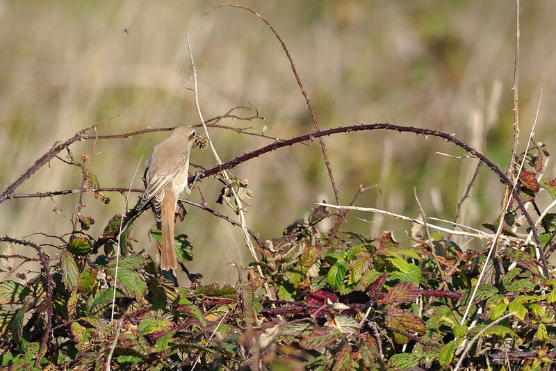 Isabelline Shrike, eats