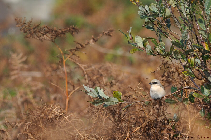 Isabelline Shrike male adult