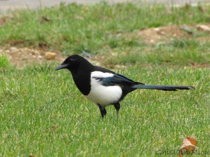 Eurasian Magpie