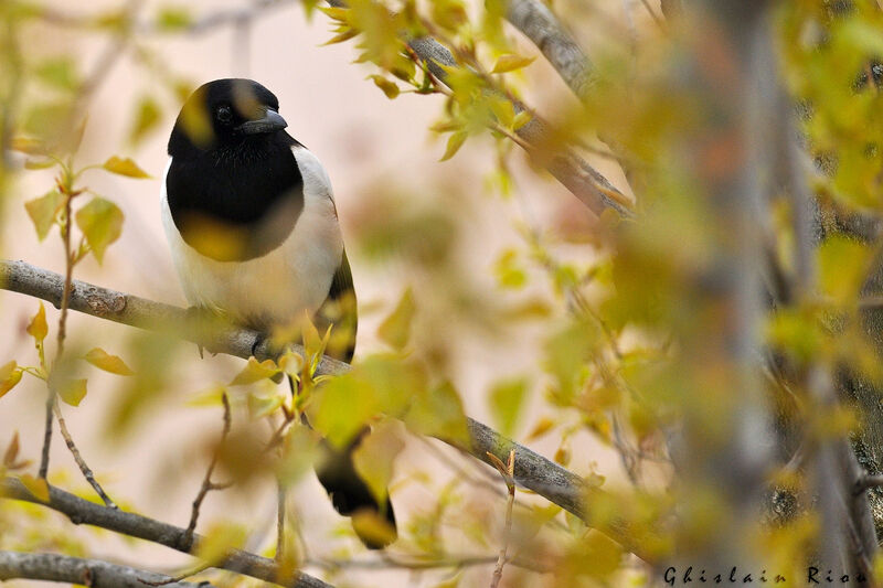 Eurasian Magpie