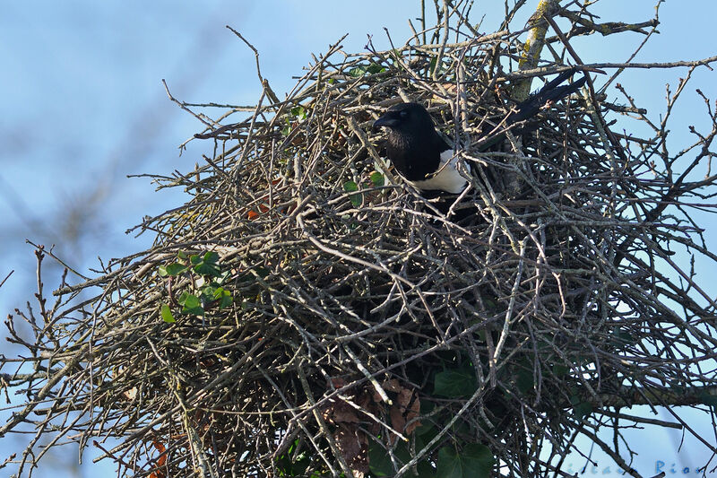 Pie bavarde, habitat, Nidification