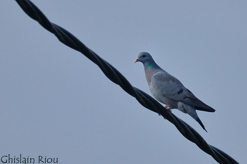 Stock Dove