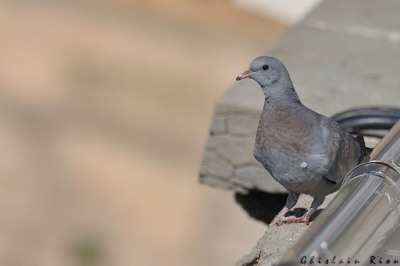 Pigeon colombinjuvénile