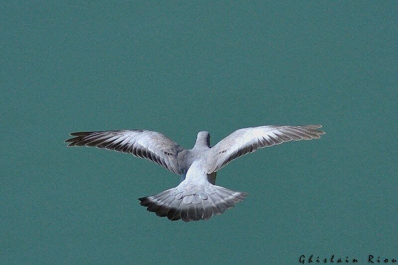 Stock Dove