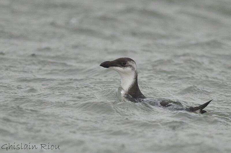 Pingouin torda