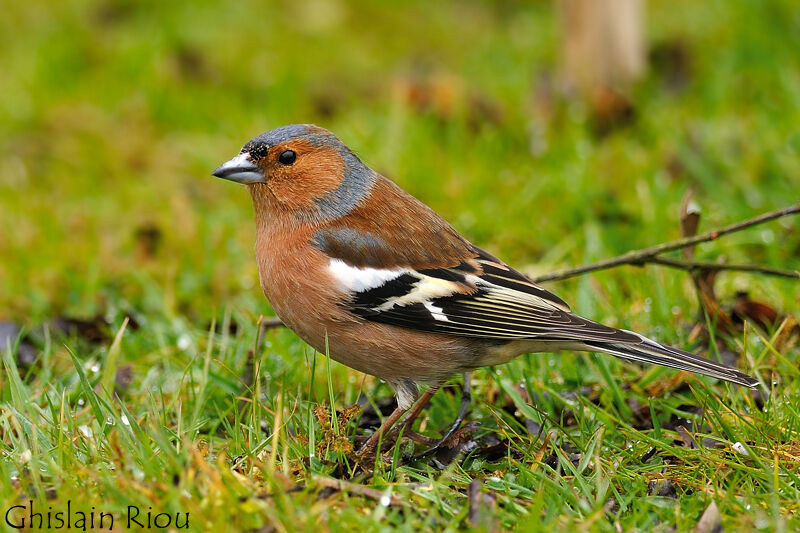 Eurasian Chaffinch male