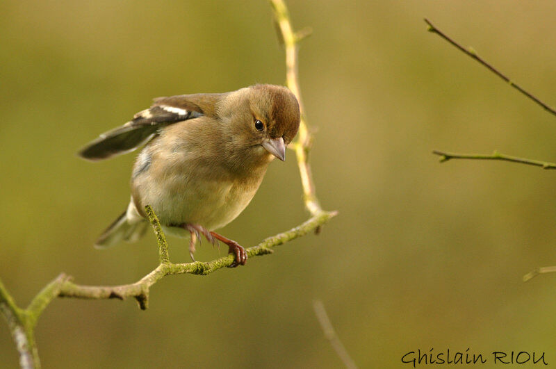 Eurasian Chaffinch female adult