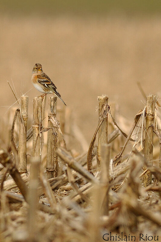 Brambling female