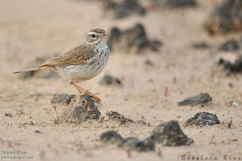 Pipit de Berthelotadulte, identification