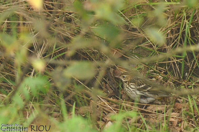 Pechora Pipit, habitat, camouflage, pigmentation, walking, Behaviour