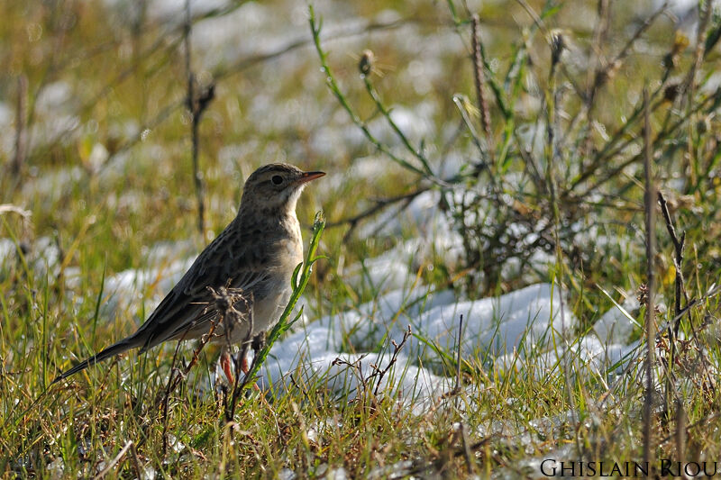 Pipit de Richard