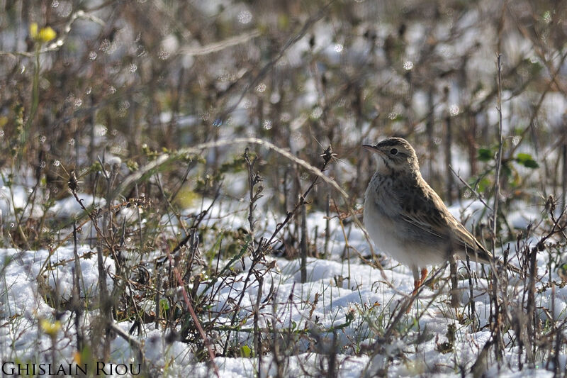 Richard's Pipit