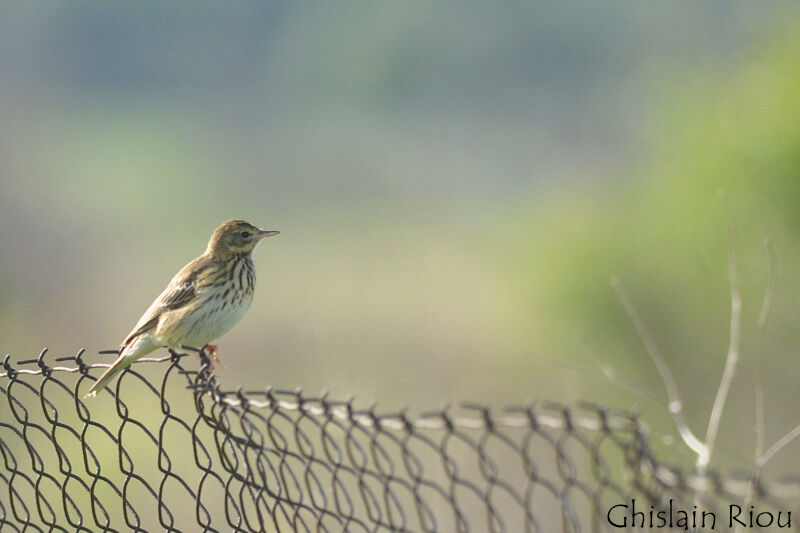 Pipit des arbres