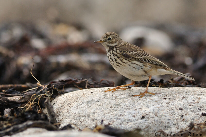 Pipit farlouse