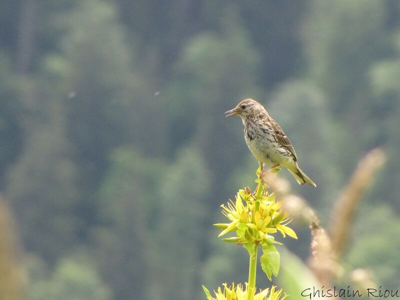 Meadow Pipit male adult