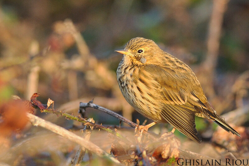 Pipit farlouse