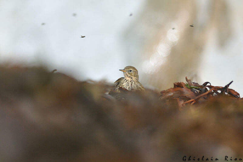 Meadow Pipit