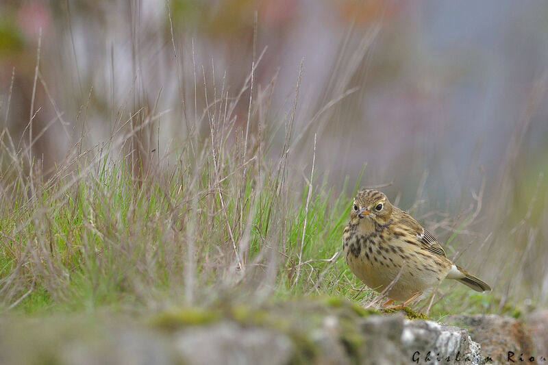 Pipit farlouse