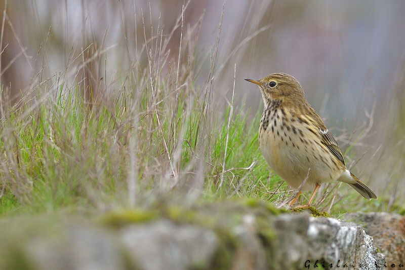 Pipit farlouse