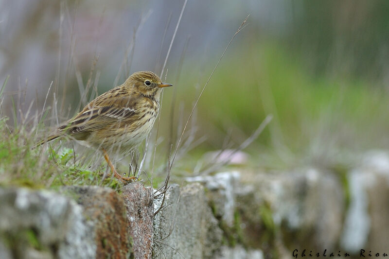 Pipit farlouse