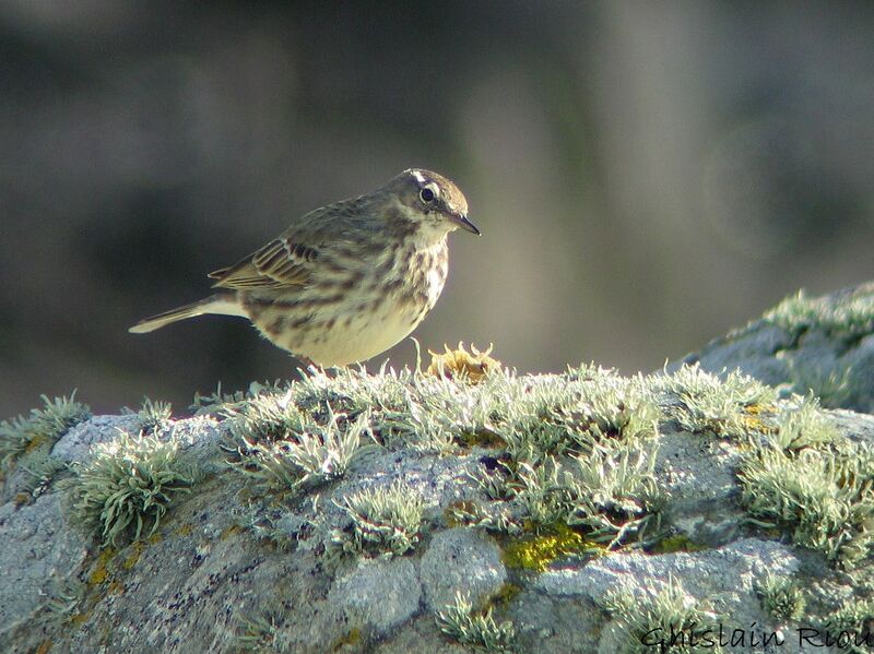 European Rock Pipit