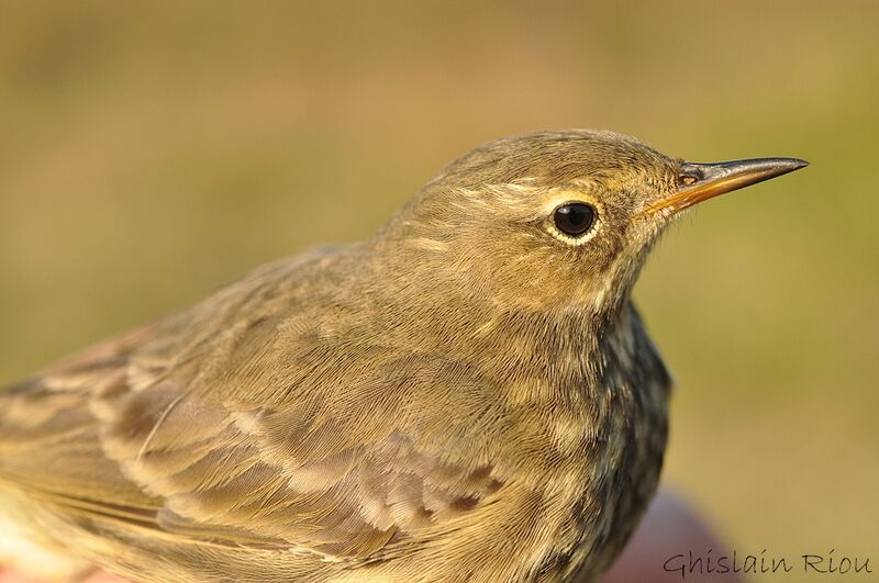 European Rock Pipit