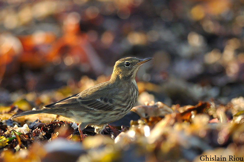 European Rock Pipit