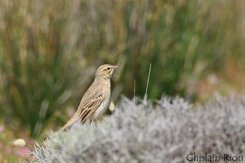 Pipit rousseline