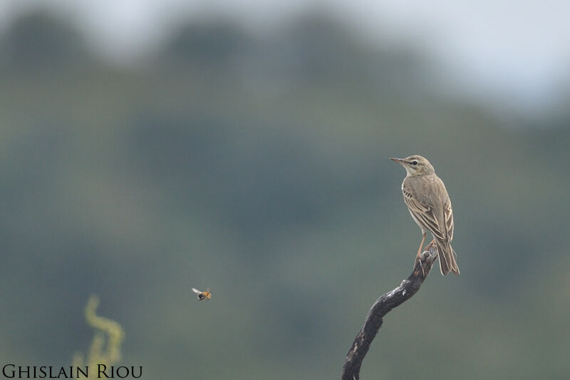 Pipit rousseline