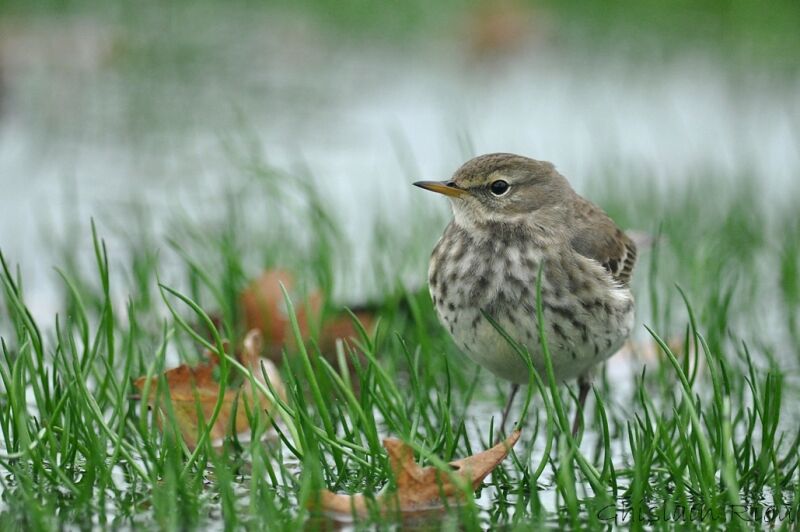 Water Pipit