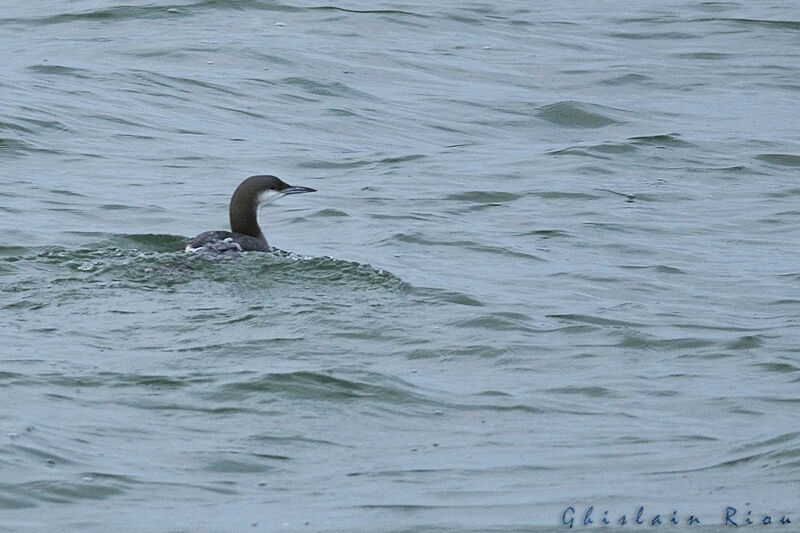 Black-throated Loon