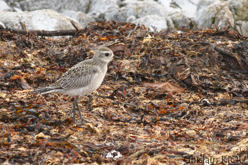 American Golden Ploverjuvenile, identification