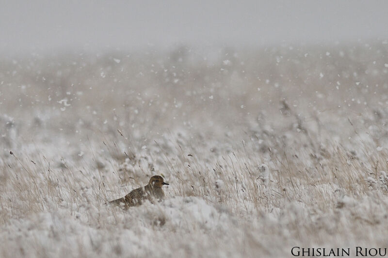 European Golden Plover