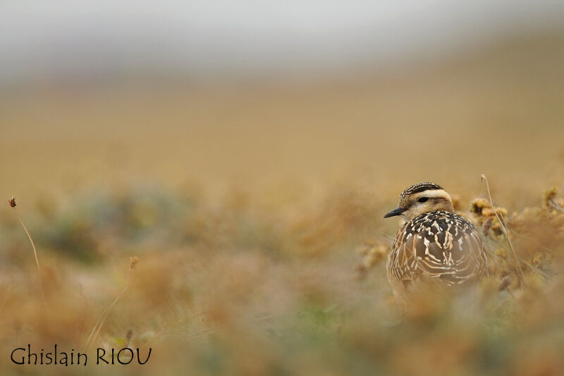 Eurasian Dotterel