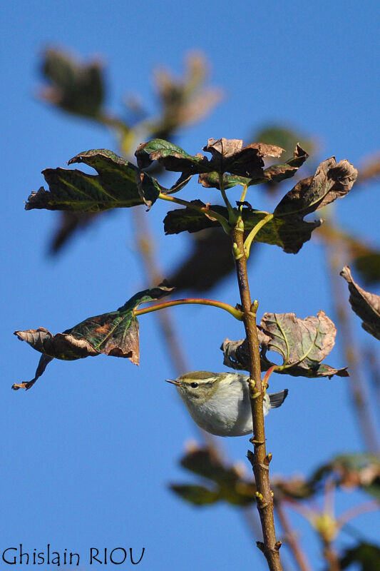 Yellow-browed Warbler