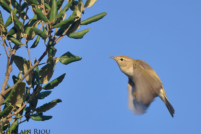 Western Bonelli's Warbler