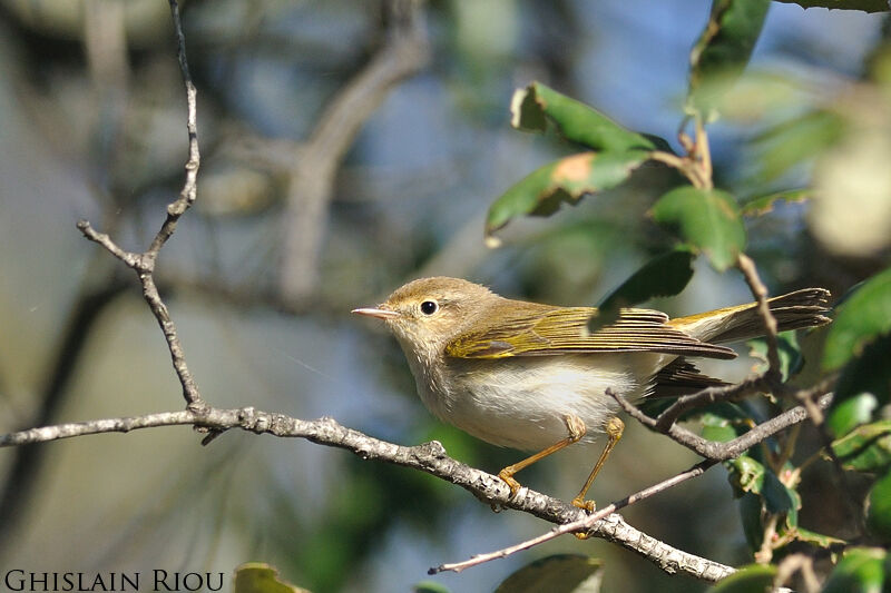 Pouillot de Bonelli